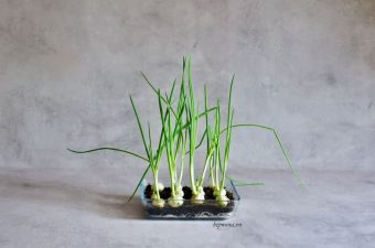 [MẸO] Cách trồng hành lá từ củ hành tím siêu đơn giản