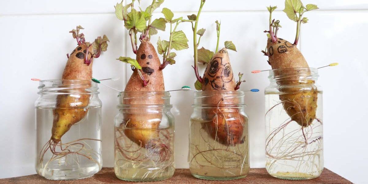 cách trồng khoai lang từ củ