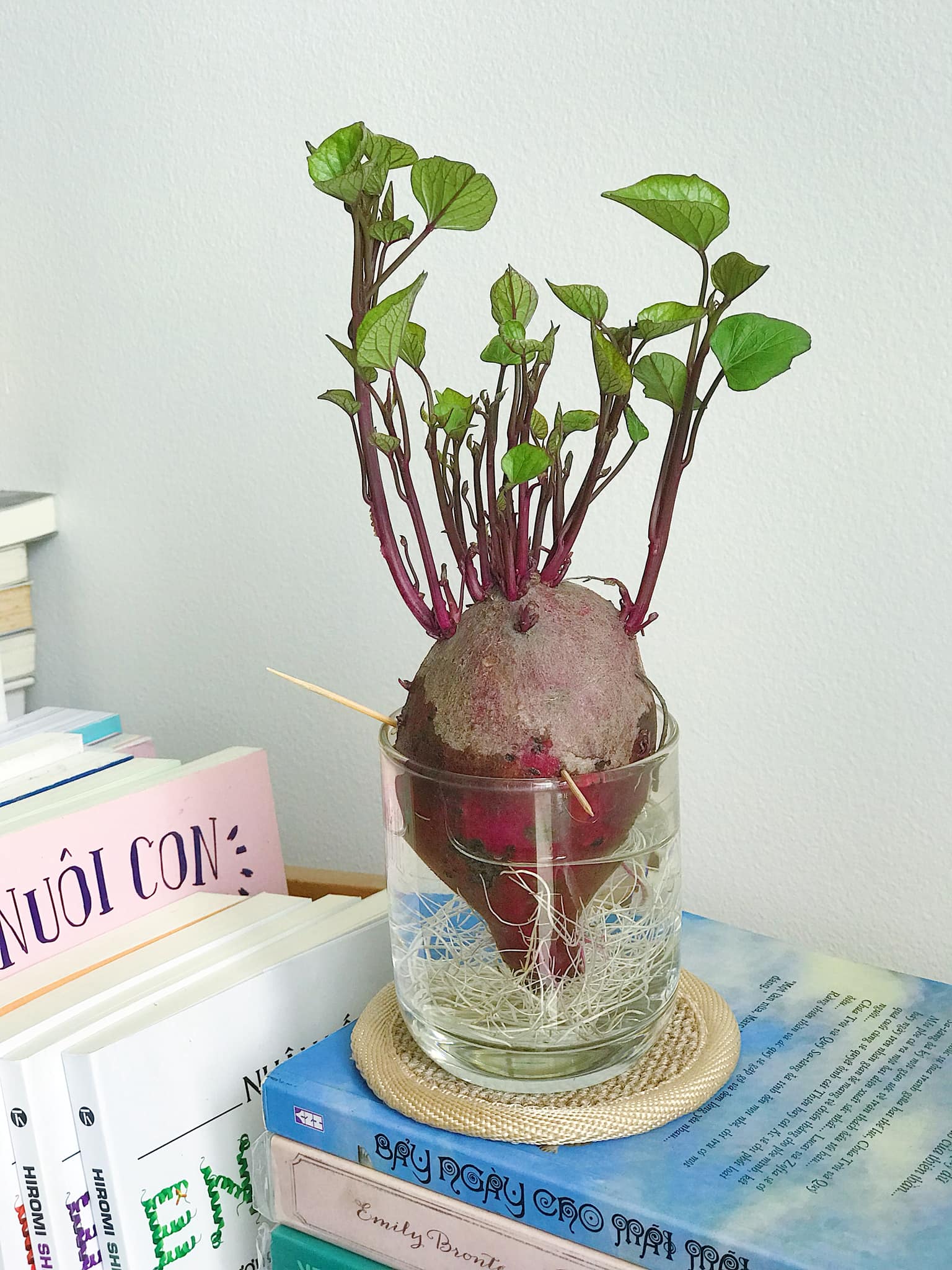 Cách trồng khoai lang từ củ làm bonsai cực ấn tượng